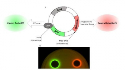 Антибактериальный репортёр: новые горизонты в борьбе с инфекциями